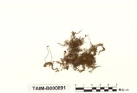 藏品(燕尾苔)的圖片